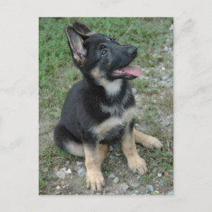 German Shepherd Dog Puppy Briefkaart