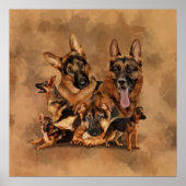 German Shepherd Dog - puppy, jong, volwassen Poster (Voorkant)