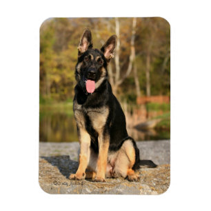German Shepherd Dog puppy magnet Magneet