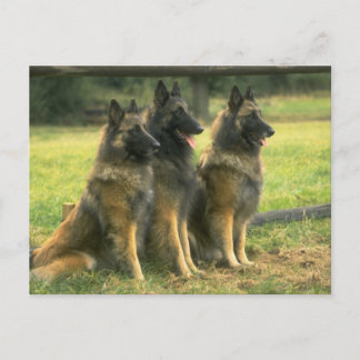 German Shepherd Dogs Briefkaart
