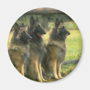 German Shepherd Dogs Magneet