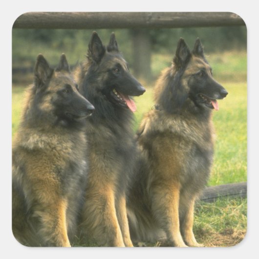 German Shepherd Dogs Vierkante Sticker (Voorkant)