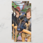 German Shepherd door Shirley Taylor (Voorkant / Achterkant)