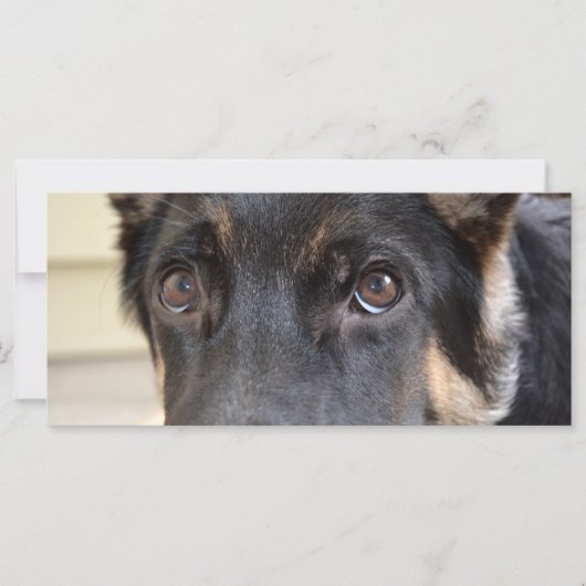 German Shepherd door Shirley Taylor (Voorkant)