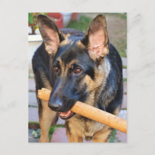 German Shepherd door Shirley Taylor Briefkaart