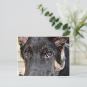 German Shepherd door Shirley Taylor Briefkaart
