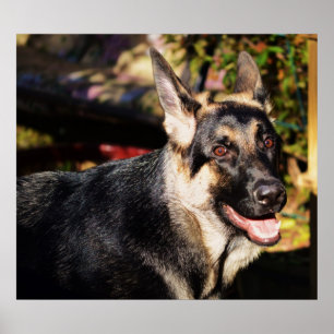 German Shepherd door Shirley Taylor Poster