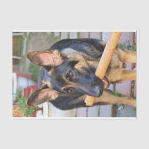 German Shepherd door Shirley Taylor Tissuepapier