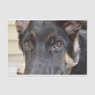 German Shepherd door Shirley Taylor Tissuepapier