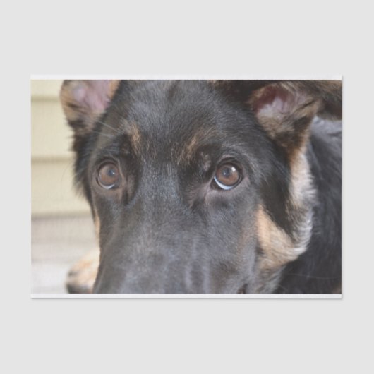 German Shepherd door Shirley Taylor Tissuepapier (Voorkant)