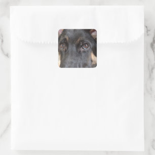 German Shepherd door Shirley Taylor Vierkante Sticker