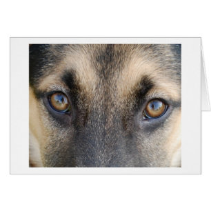 German Shepherd Eyes