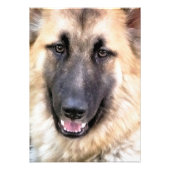 GERMAN SHEPHERD FOTO AFDRUK (Voorkant)