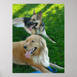 German Shepherd/Golden Retriever Poster