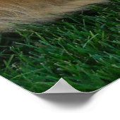 German Shepherd/Golden Retriever Poster (Hoek)