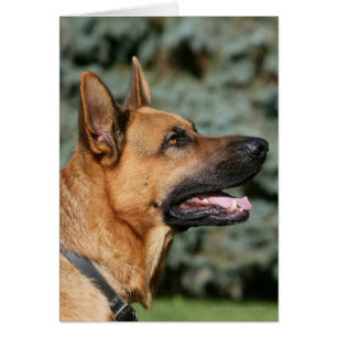 German Shepherd Headshot 1