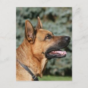 German Shepherd Headshot 1 Briefkaart