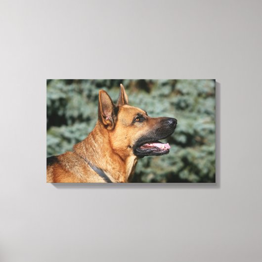 German Shepherd Headshot 1 Canvas Afdruk (Voorkant)
