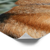 German Shepherd Headshot 1 Poster (Hoek)