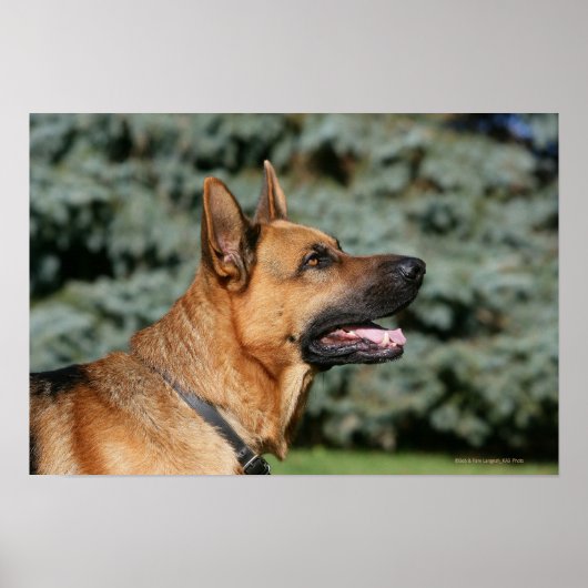 German Shepherd Headshot 1 Poster (Voorkant)