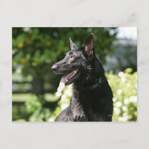 German Shepherd Headshot 2 Briefkaart