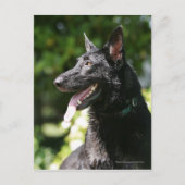 German Shepherd Headshot 2 Briefkaart (Voorkant)