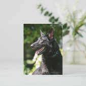 German Shepherd Headshot 2 Briefkaart (Staand voorkant)