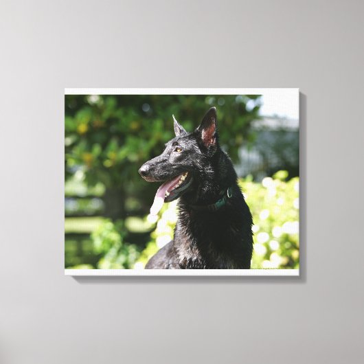German Shepherd Headshot 2 Canvas Afdruk (Voorkant)