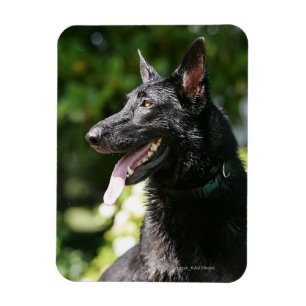 German Shepherd Headshot 2 Magneet