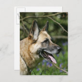 German Shepherd Headshot 3 Briefkaart (Voorkant / Achterkant)