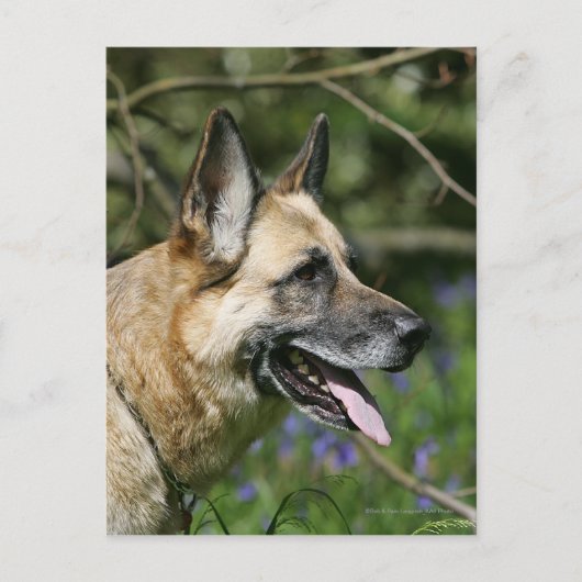 German Shepherd Headshot 3 Briefkaart (Voorkant)