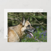 German Shepherd Headshot 3 Briefkaart (Voorkant / Achterkant)