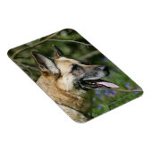 German Shepherd Headshot 3 Magneet (Rechterzijde)
