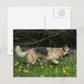 German Shepherd in Yellow Flowers Briefkaart (Voorkant / Achterkant)