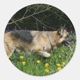 German Shepherd in Yellow Flowers Ronde Sticker