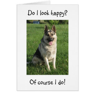 GERMAN SHEPHERD IS ZO HAPPY U R "40" NIET HEM