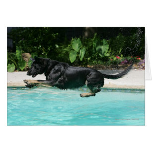 German Shepherd Jumping in Water