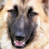 GERMAN SHEPHERD KAART