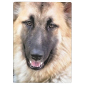 GERMAN SHEPHERD KLEMBORD (Achterkant)