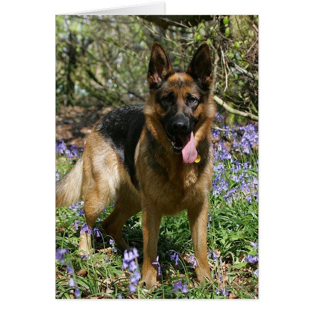 German Shepherd Laying Down (Voorkant)