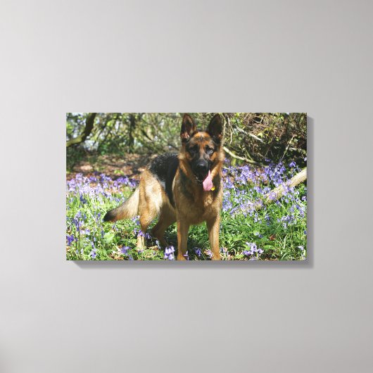 German Shepherd Laying Down Canvas Afdruk (Voorkant)