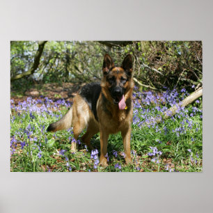 German Shepherd Laying Down Poster