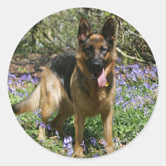 German Shepherd Laying Down Ronde Sticker (Voorkant)