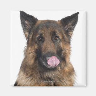 German Shepherd Magneet
