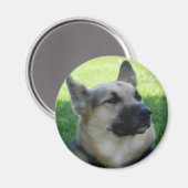 German Shepherd Magneet (Voorkant / Achterkant)