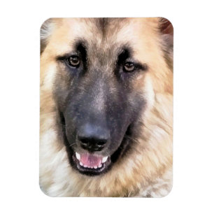 GERMAN SHEPHERD MAGNEET