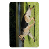 German Shepherd Magnet Magneet (Verticaal)