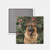 German Shepherd Magnet Magneet (Voorkant / Achterkant)