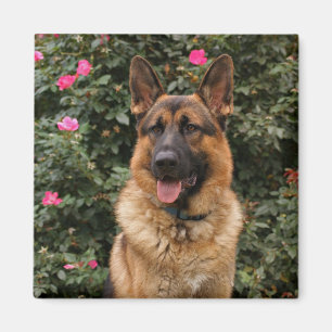 German Shepherd Magnet Magneet