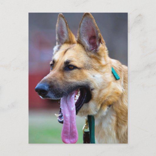 German Shepherd met Long Tongue Briefkaart (Voorkant)